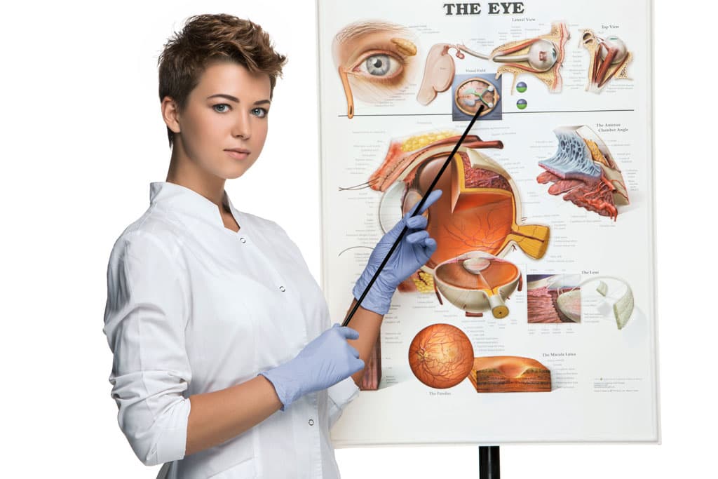 Eye care professional explaining the structure of the eye